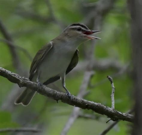 Red-eyed vireo | BirdForum