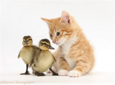 Ginger kitten and Mallard ducklings photo WP34171