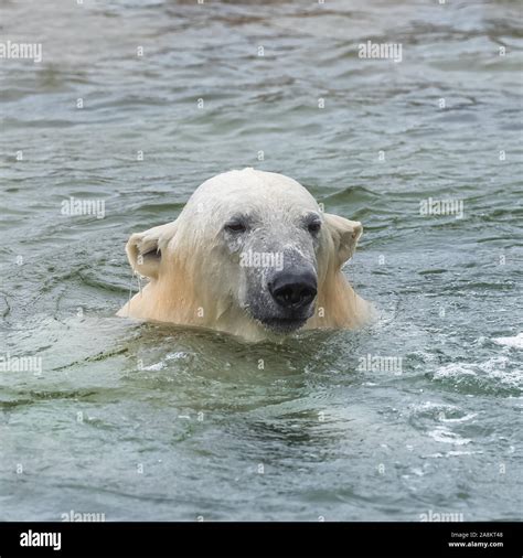 Polar bear in the water, funny portrait Stock Photo - Alamy