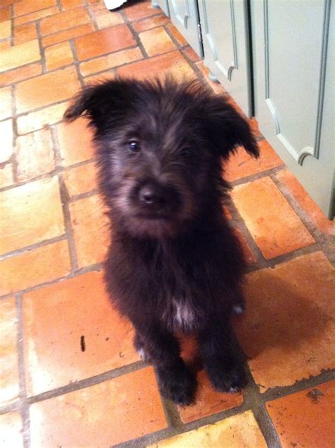 Rascal, our new rescue! Black lab/Schnauzer mix - 2 months old ...