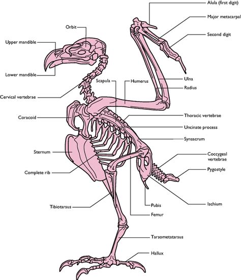 Bird Bone Cross Section : The Cross Section Of A Bird S Bone Illustrating The Hollow Interior ...