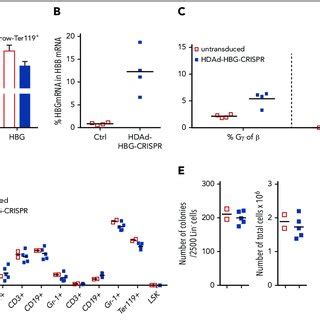 Expression of HBB protein in erythrocytes from the HBB-corrected BH1... | Download Scientific ...