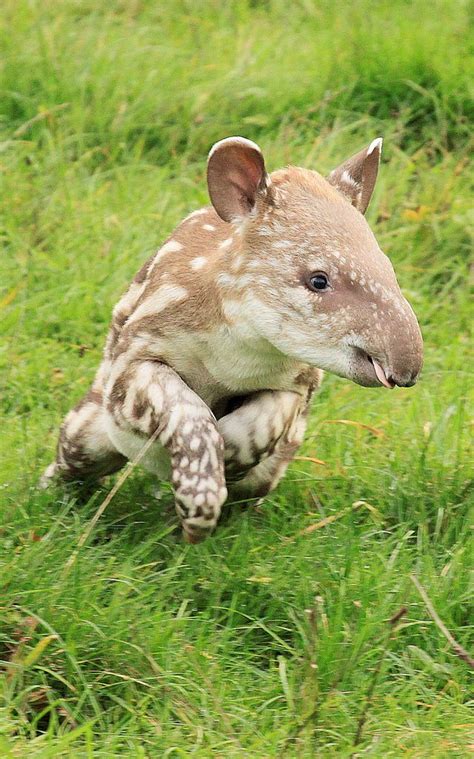 A Baby Brazilian Tapir | Rhinos/Tapirs | Pinterest