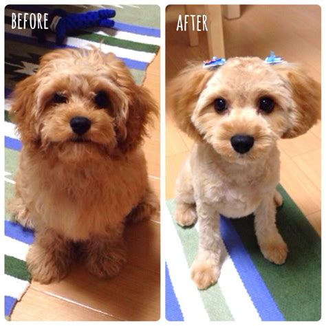 cavoodle cavapoo | Puppy grooming, Dog grooming diy, Cockapoo grooming