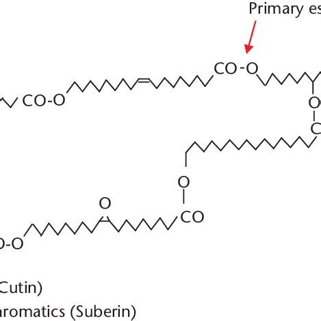 A possible structure of polyesters cutin and suberin. Note: R, other... | Download Scientific ...