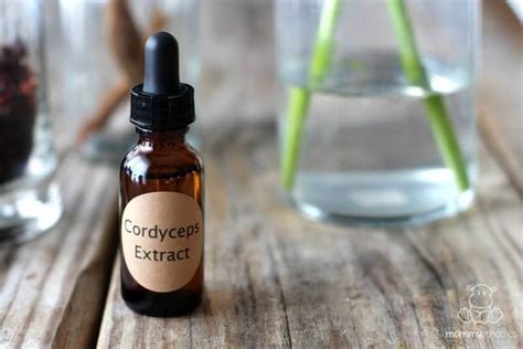 Cordyceps Benefits and Uses