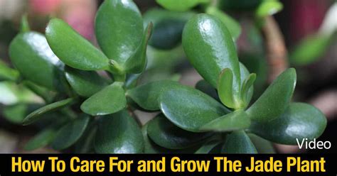 How To Care For and Grow The Jade Plant: Video