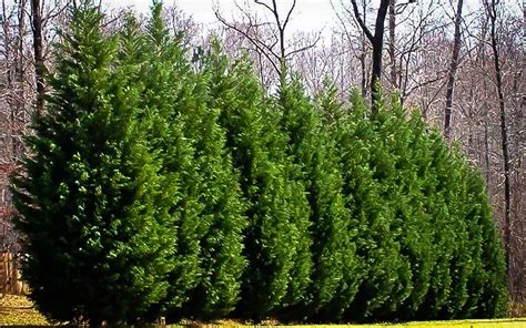 How to Plant Leyland Cypress Trees | Planting & Spacing Guide for the Leyland Cypress