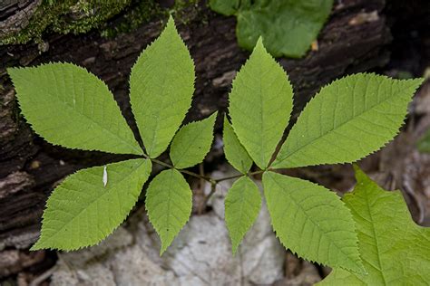 Hickory Leaf Identification