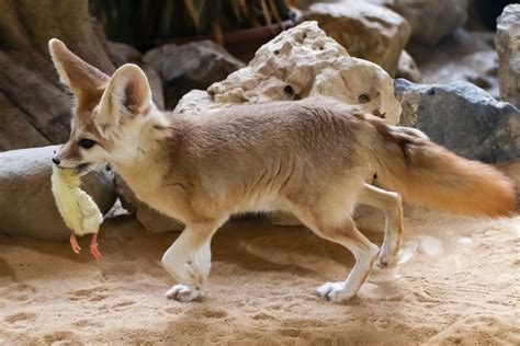 Fennec Fox – All You Need To Know About This Exotic Animal