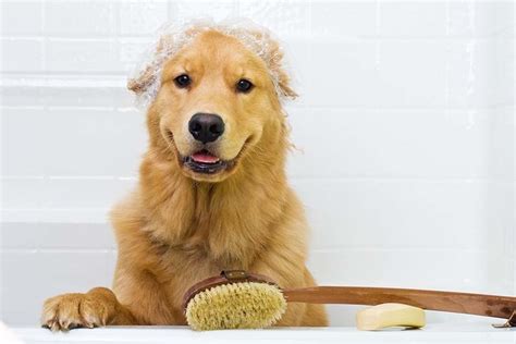 Golden Retriever Grooming Tips - The Golden Retriever Network