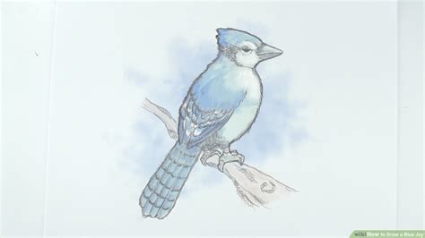 Realistic Blue Jay Drawing - classicsdiy