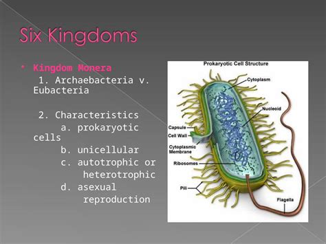 (PPT) Kingdom Monera 1. Archaebacteria v. Eubacteria 2. Characteristics a. prokaryotic cells b ...