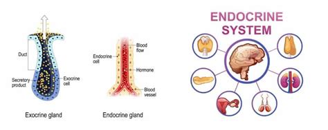 Types Of Glands Definition Examples Diagrams My Xxx H - vrogue.co