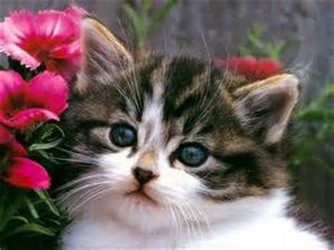 Cats & Kittens - Bing Images | I Love Cats | Pinterest