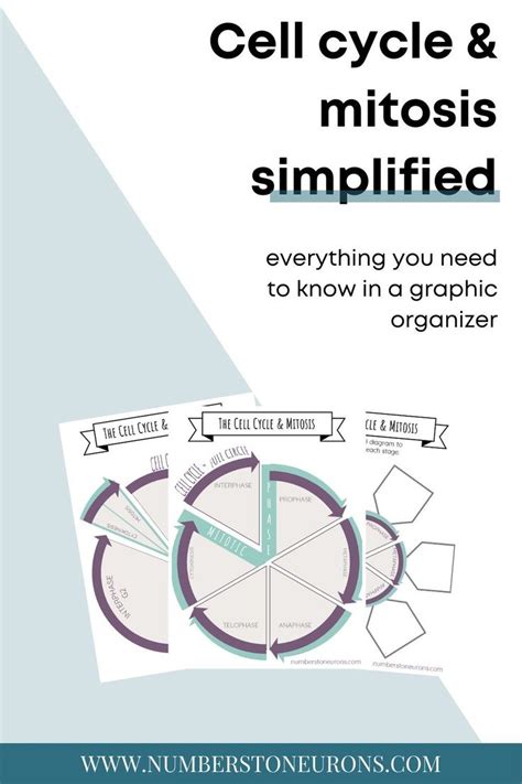 CELL CYCLE & MITOSIS SIMPLIFIED | Everything you need to know in a graphic organizer | Cell ...