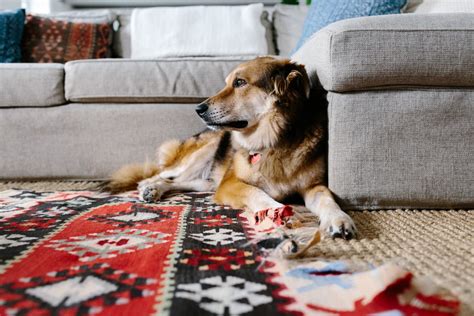 5 Best Rugs for Pets - Top Dog-Friendly (and Cat-Friendly) Rugs | Apartment Therapy