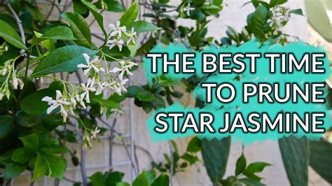 The Best Time To Prune A Star Jasmine & How I Trimmed Mine / Joy Us Garden - YouTube