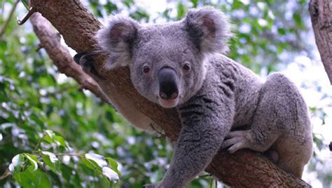 Amazing Facts about Koalas | OneKindPlanet Animal Education & Facts