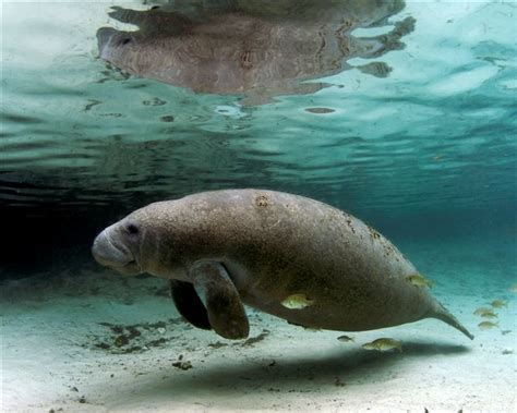 West Indian Manatee Facts, Habitat, Diet, Adaptations, Pictures