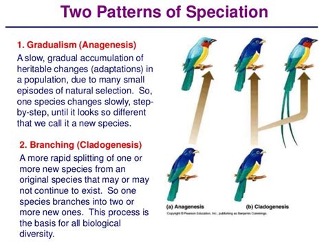 Speciation 2013