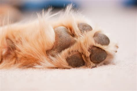 Top 10 Facts about Dog Paws