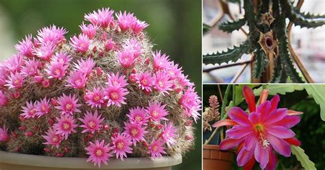 17 Best Flowering Succulents To Grow Indoors & Outdoors | Balcony Garden Web