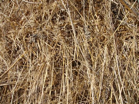 Free Dry grass texture Stock Photo - FreeImages.com