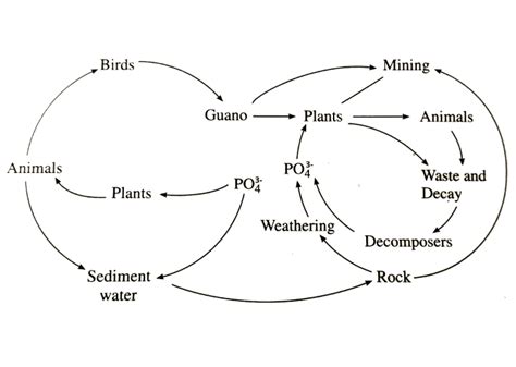 Basic 6 types of biogeochemical cycles with examples - Basic Agricultural Study