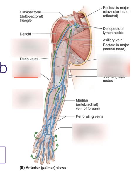 superficial veins of the upper limb Diagram | Quizlet