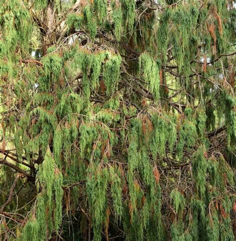 12 Different Types of Juniper Shrubs and Trees | Juniper shrub, Shrubs ...