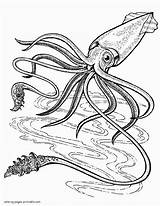 Pages Of Real Squid Coloring sketch template