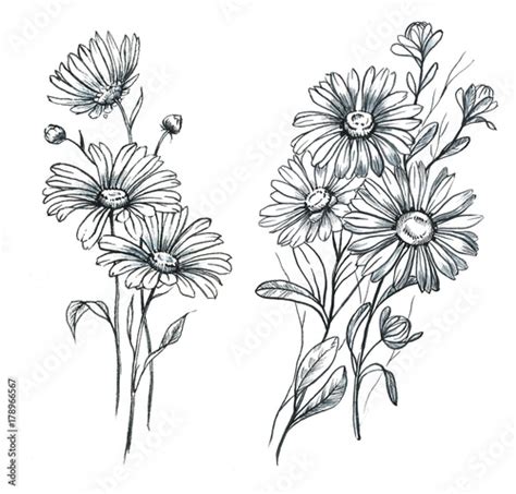 Hand drawn line art and watercolor chamomile flowers. Graphic daisies blossom, feminine tattoo ...