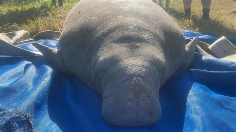 Six stranded manatees rescued from Pine Island Conservation Island pond on Merritt Island