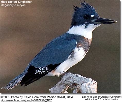 The Beautiful Belted Kingfisher - Bird Canada