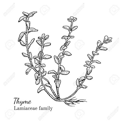 Thyme Plant Sketch at Mary Prince blog