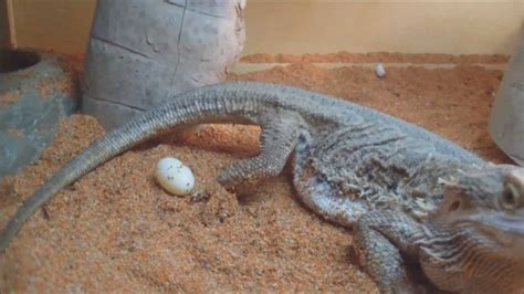 bearded dragon laying eggs and eggs hatching | Bearded dragon, Egg laying, Beard