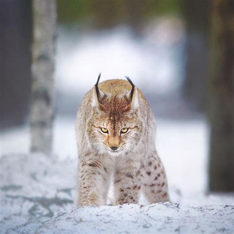 Eurasian lynx (lynx lynx) in snow. Finland | Fotografia naturale, Fotografia