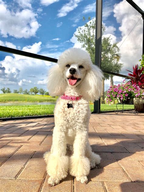 Jolie sitting pretty in the Florida sun! May 16, 2018 | Toy poodle ...