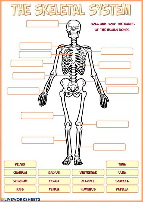 Skeletal And Muscular System Worksheet Answers Pdf – Thekidsworksheet