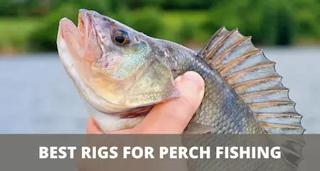 The 7 Best Perch Rigs (Rigging & Fishing Guide)