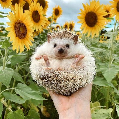 Video Everything you need to know before you get a hedgehog - ABC News