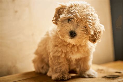 Top 15 Best Maltipoo Breeders In The US - Marvelous Dogs