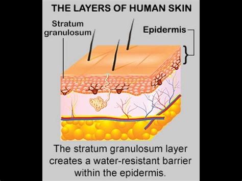 Structure and Function of Stratum Granulosum Layer - YouTube