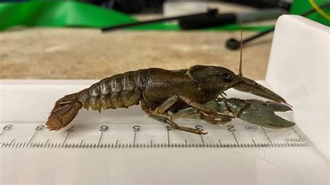 Northern crayfish continues its Alberta invasion, this time, in mountain parks | CBC News