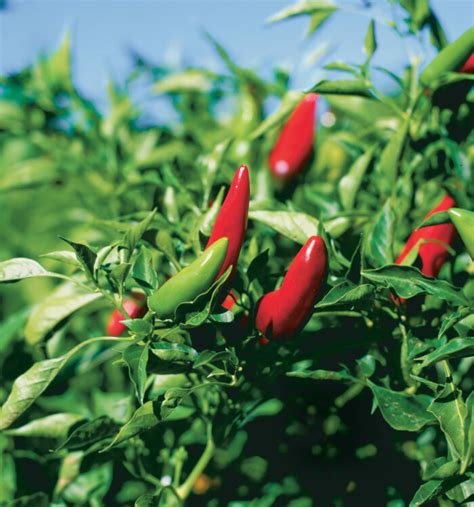 Growing Chile Peppers for Those Who Like It Hot - Fine Gardening