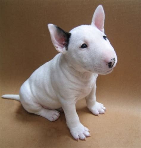 Bull Terrier - Puppies, Rescue, Pictures, Information, Temperament, Characteristics | Animals Breeds