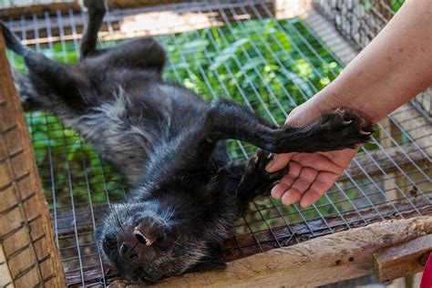 How Siberian geneticists domesticated the FOX - Russia Beyond