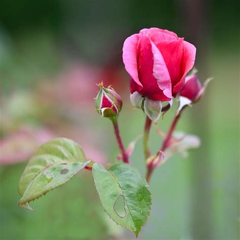 Rose Bud Blossom - Free photo on Pixabay - Pixabay