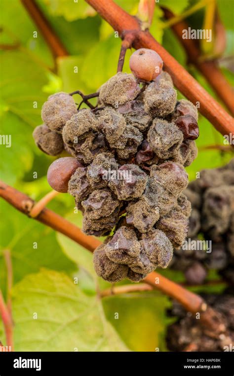 Noble rot of a wine grape, grapes with mold, Botrytis, Sauternes ...